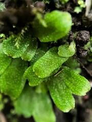 Targionia hypophylla