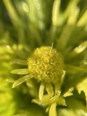 Sanicula arctopoides