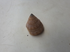 Vetigastropoda