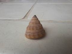 Vetigastropoda