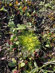 Sanicula arctopoides