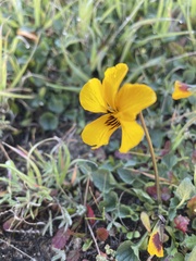 Viola pedunculata