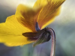 Viola pedunculata