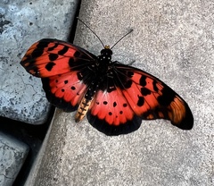 Acraea acara acara