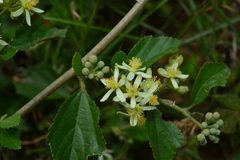 Grewia piscatorum