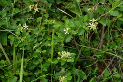 Grewia piscatorum
