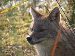 Canis aureus