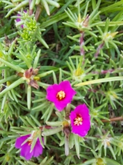 Portulaca
