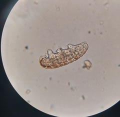 Tardigrada