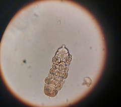 Tardigrada