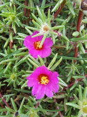 Portulaca