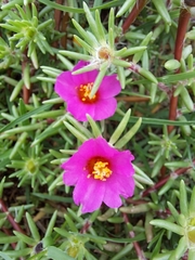 Portulaca