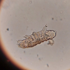 Tardigrada