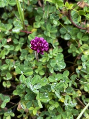 Trifolium burchellianum