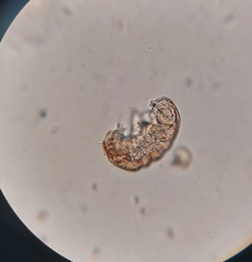 Tardigrada
