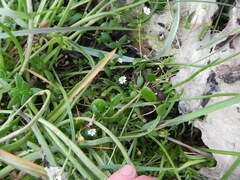 Stellaria humifusa