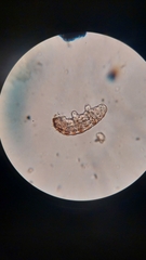 Tardigrada