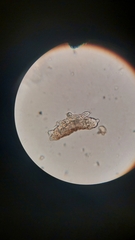 Tardigrada