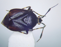 Deraeocoris