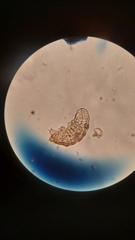 Tardigrada