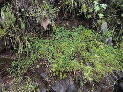 Trifolium burchellianum