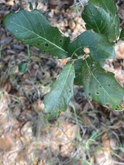 Quercus chapmanii