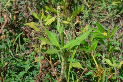 Persicaria hispida