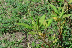 Persicaria hispida
