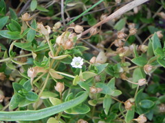 Stellaria humifusa