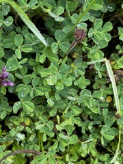 Trifolium burchellianum