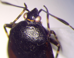 Deraeocoris