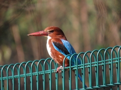 Halcyon smyrnensis