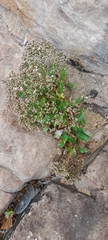 Limonium brasiliense