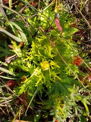 Sanicula arctopoides