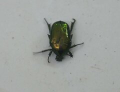 Protaetia orientalis orientalis