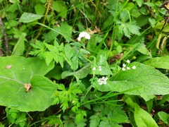 Hesperis matronalis