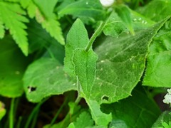 Hesperis matronalis