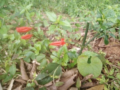 Ruellia brevifolia