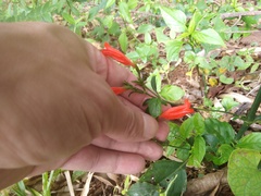 Ruellia brevifolia