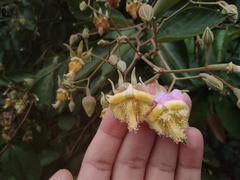 Luehea divaricata