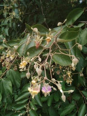 Luehea divaricata