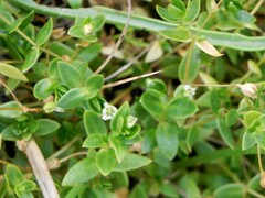 Stellaria humifusa