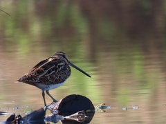 Gallinago gallinago
