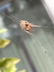 Eriophora ravilla