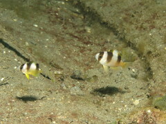 Amblypomacentrus breviceps