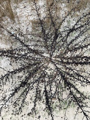 Chrysopsis gossypina