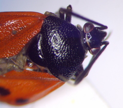 Deraeocoris
