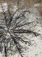 Chrysopsis gossypina