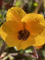 Viola pedunculata