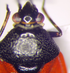 Deraeocoris
